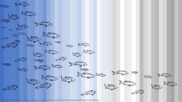 Bio Stripes showing 1970 to 2016 data from Living Planet Index - higher freshwater biodiversity is blue and grey is lower.