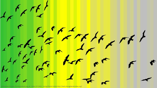 Bio Stripes overlaid with birds showing 1970 to 2016 data from Living Planet Index - higher biodiversity is green and grey is lower.